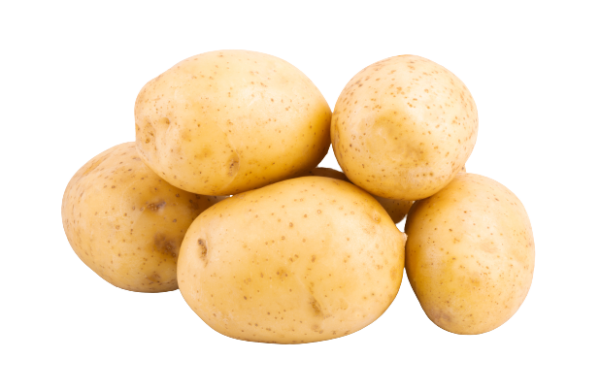 Kartoffel festkochend gewaschen